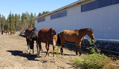 Derbyesteiden materiaalit