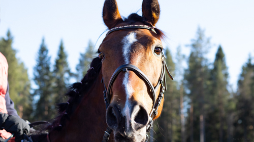 Kollaasi