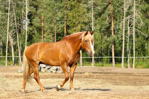 hevonen