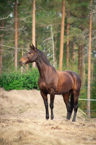 Mounti