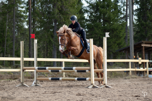 hevonen