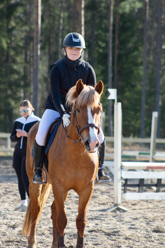 hevonen