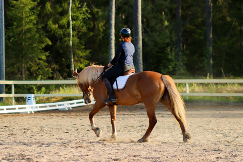 hevonen
