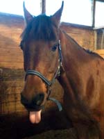 Saporo uudessa kodissa