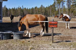 Tarhaan meno kielletty